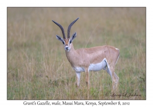 Grant's Gazelle, male
