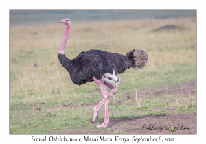 Somali Ostrich, male
