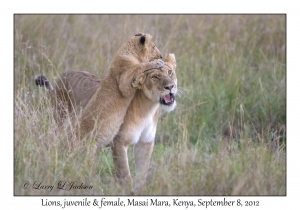 Lions, juvenile & female