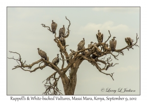 Ruppell's & White-backed Vultures