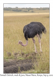 Somali Ostrich, male & juveniles