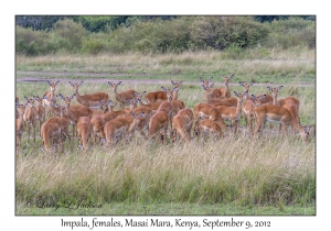 Impala, females