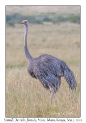 Somali Ostrich, female