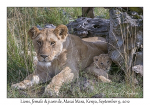 Lions, female & juvenile