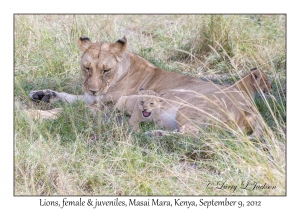Lions, female & juveniles