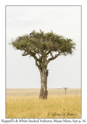 Ruppell's & White-backed Vultures
