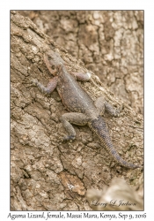 Agama Lizard, female