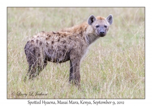 Spotted Hyaena