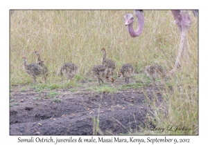 Somali Ostrich, male & juveniles