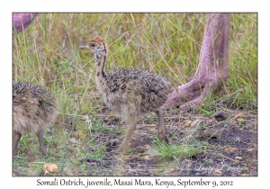 Somali Ostrich, juvenile