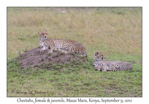 Cheetah, female & juvenile