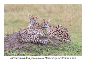 Cheetah, juvenile & female