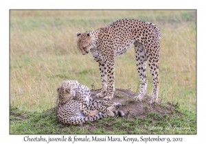 Cheetah, juvenile & female