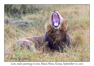 Lion, male yawning