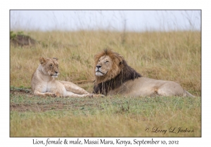 Lions, female & male