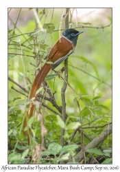 African Paradise Flycatcher, male