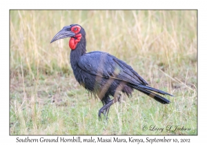 Southern Ground Hornbill, male