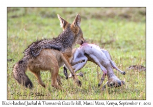 Black-backed Jackal & Thomson's Gazelle kill