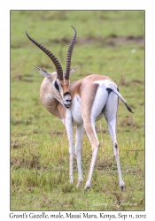 Grant's Gazelle, male