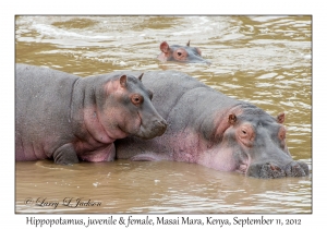 Hippopotamus, juvenile & female