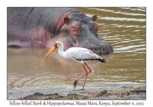 Yellow-billed Stork & Hippopotamus