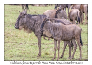 Wildebeest, female & juvenile