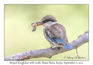 Striped Kingfisher with a moth