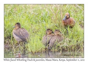 White-faced Whistling Duck & juveniles