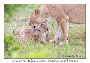 Lions, juveniles & female