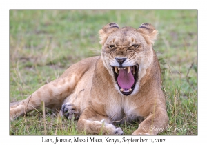 Lion, female yawning