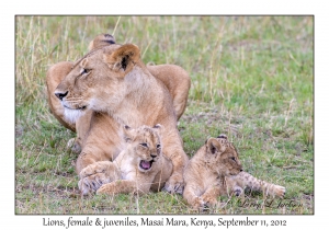 Lions, female & juveniles