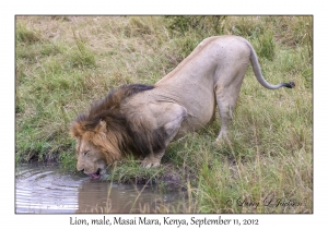 Lion, male drinking