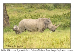 White Rhinoceros & juvenile