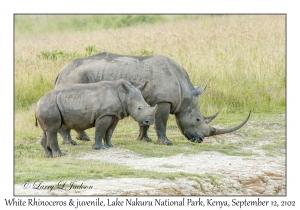 White Rhinoceros & juvenile