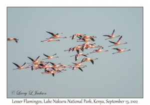 Lesser Flamingos