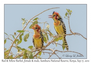 Red & Yellow Barbets