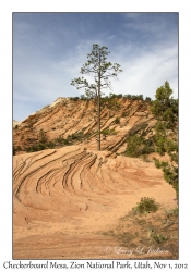 ponderosa Pine & Layered Rock