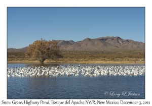Snow Geese, Highway Pond