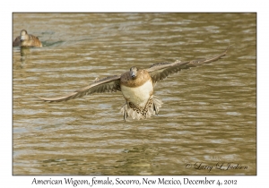 American Widgeon, female