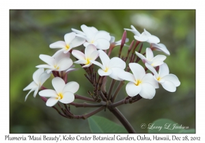 Plumeria 'Maui Beauty'
