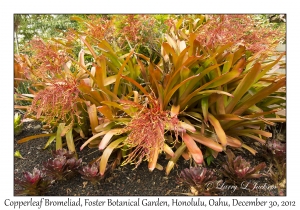 Copperleaf Bromeliads