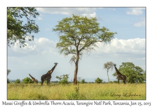 Masai Giraffe & Umbrella Thorn Tree