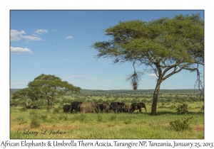 African Elephants & Umbrella Thorn Tree