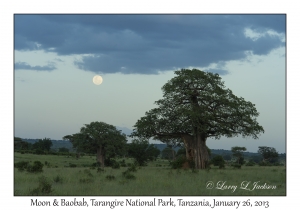 Moon & Baobab