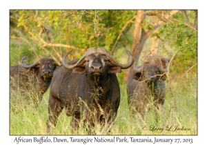 African Buffalo at Dawn