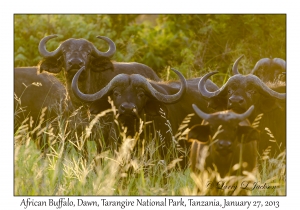 African Buffalso at Dawn