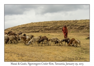 Masai Goats