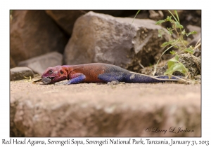 Red Head Agama