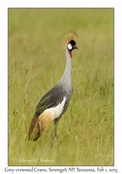 Grey-crowned Crane