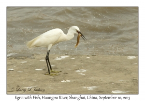 Egret with Fish, Huangpu River